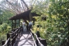 12-3-shimba-hills-lodge-tree-top-walkway