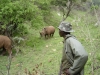 125herdsman-with-rhino