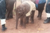 15-nairobi-elephant-sanctuary-our-adopted-baby-elephant