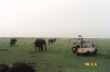 19-elephants-in-maasai-mara